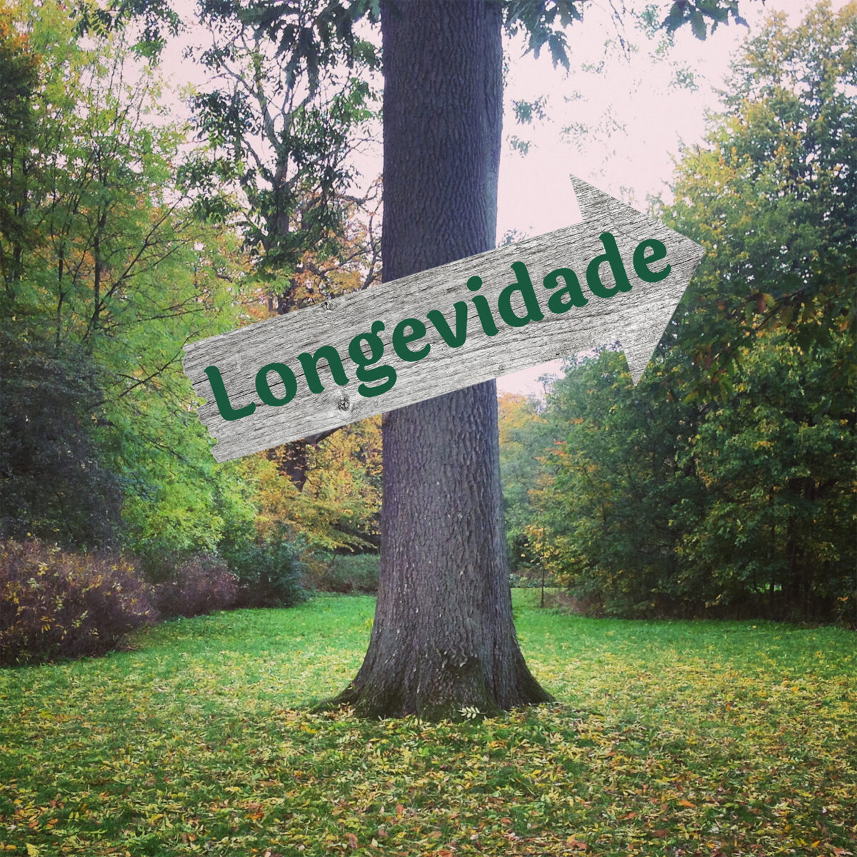 #312 - O Poder das Pequenas Mudanças para Viver Mais e Melhor